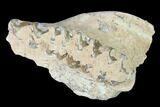 Unprepared, Oreodont (Merycoidodon) Jaw Section - South Dakota #136041-1